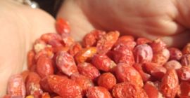 Изключително от полски плантации, лиофилизирани плодове Годжи Бери без