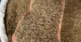 We offer cumin seeds. Purity 99.7%, color brown, humidity