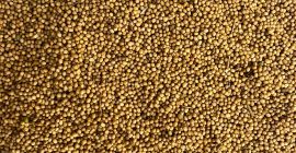 I will sell yellow mustard, coarse grain. Humidity max