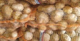 Vendo patate commestibili della varietà Vineta Confezionate in sacchi
