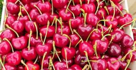 calitate premium --- Vânzările la EXPORT încep din 25