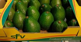 I am selling Fuerte avocados, imported from Kenya, size