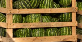 Beste Wassermelone Herkunft Griechenland Sorte Bostana. Kontakt: +30 6936765601