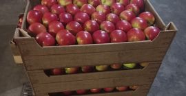 Wir bieten Äpfel zum Verkauf an: Idared, Jonaprince, Golden,