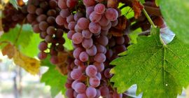 We are a supplier and grower of fresh grape