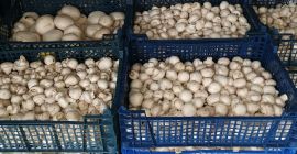 Gomba beszállítókat keresünk. WhatsApp 00491726574405