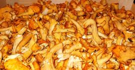 Looking for suppliers of chanterelles. WhatsApp 00491726574405