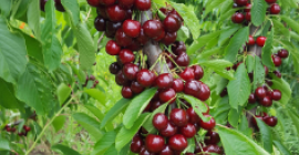 We will sell cherries : Burlat, Sweet Arianna. Black