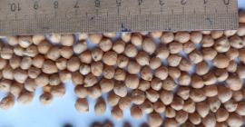 We sell chickpeas caliber 7+ cleaned on Sortex, pure