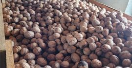 ORGANIC NUTS OBTAINED IN THE ORCHARD, ECOLOGICALLY CERTIFIED IN
