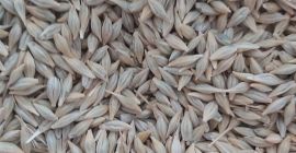 About 250 tons of high-quality barley are available. Corresponds