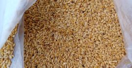 Golden flaxseed Purity - 98% Moisture content &lt; 7%