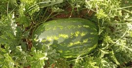 Watermelons from Morocco in particular Zagora, 100% calibre, 8-15