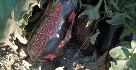 We grow and sell eggplants from 100 to 500