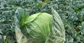 Продам морковь грязную и товарную. 2-5, мешок 20/30 кг.