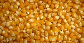 La nostra azienda vende grano (mais) di alta qualità