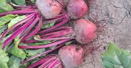I am selling red beets, production 2023, quantity 30