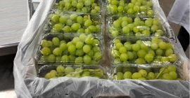 Thompson Seedless grapes Minimum 1 pallet : 400 kg