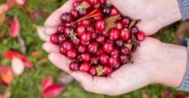 Продавам Черна Червена Боровинка Супер Качество работя със еконт.Или