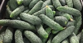 Super quality ground cucumber for sale. Contact 730100462