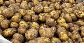 New corp potatoes, Riviera. Good quality. Can be in