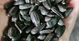 Слънчогледови семки реколта 2022 Слънчогледови семки реколта 2022 г. Продуктът е почистен, сортиран