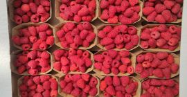 Good morning, I offer dessert raspberries of the Kwanza