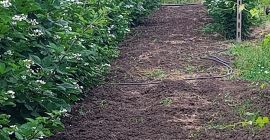 Mure thornfree július 15-től TEL 0040755500053