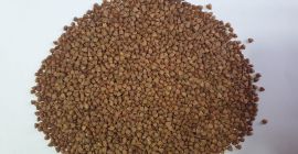 Buckwheat of excellent quality! 100% Prepayment. FCA 565 Euro