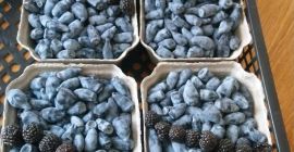 Wojtek Zojka varieties plantation free from chemicals manual or