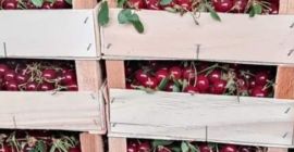 Fresh cherry erdi butermo