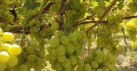 We are a supplier and grower of fresh grape