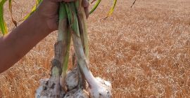 I&#39;m selling inexpensive home-made garlic, chopped green - without