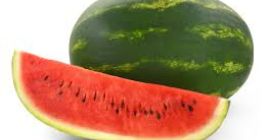 Fresh watermelons grown from experts in the field of