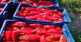 we supply good quality capia red pepper and other