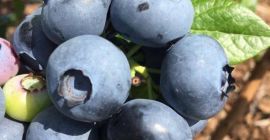 There are all necessary documents for export. Blueberry varieties