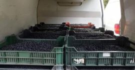 Fresh blueberries for sale! 0751841889