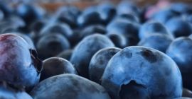 We sell cultured blueberries. Quality I. We hold GlobalGap