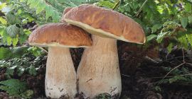 Гъби от вида Boletus Edulis Нарязани на половинки или