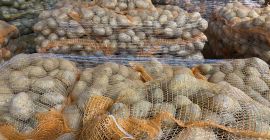 We have 10,000 tons of potatoes since September. Vineta