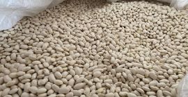 We offer very good quality beans: Jaś pytic, 100-140
