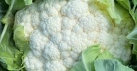 We make cauliflowers in season Caliber 6/8 rind, plastic,