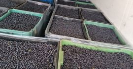 I have large quantities for sale - up to
