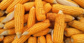 Продајемо пуне возне количине Продајемо пуне возне количине кукуруза. Слободно нам се обратите.