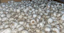 We have: -Violet Garlic and White Garlic (brushed, peeled