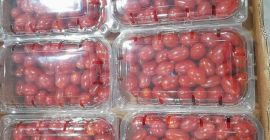 Grape Premium cherry tomato packaged [phone]g available [phone] pcs