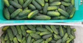Venderò cetrioli dalla mia piantagione. Quantità all&#39;ingrosso. Prezzo e