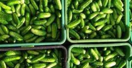 Venderò cetrioli di campo coltivati nella mia fattoria. Il