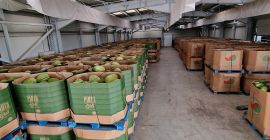 Продаются арбузы. С семенами или без косточек. Желтые Меллоны