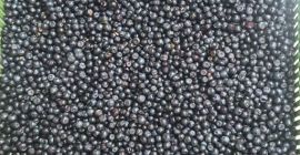 I will sell fresh forest blueberries, pure wholesale quantities,